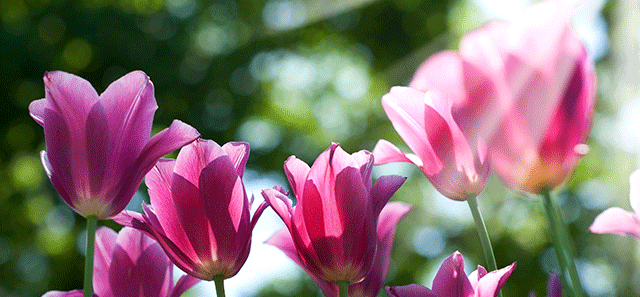 flores